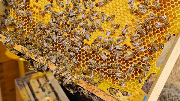 Bienen in Bienenwabe Jubiläumshonig