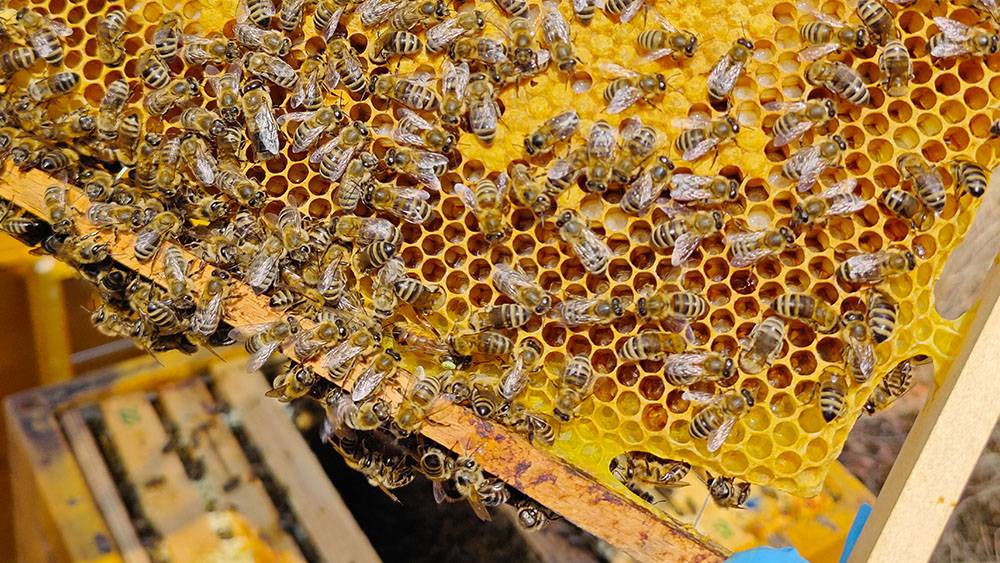 Abeilles en nid d'abeille Miel de jubilé